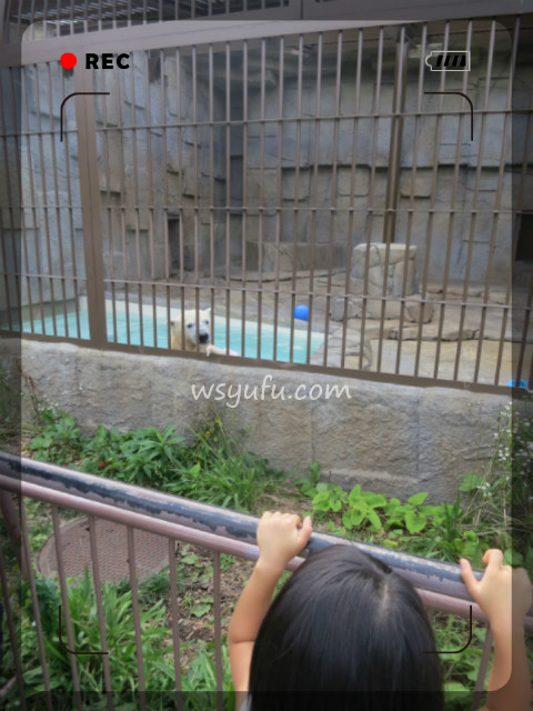 パパと５歳娘の円山動物園デート！男の子とは違う楽しみがあった！