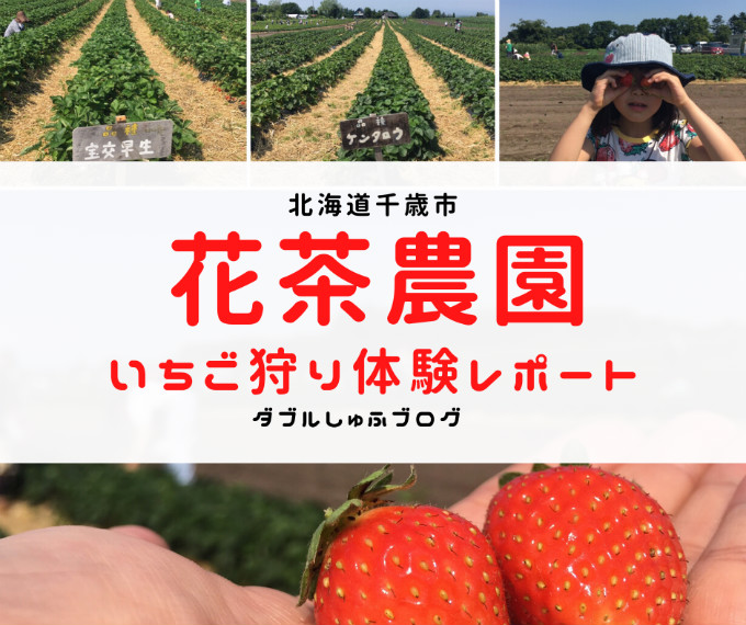 いちご狩り 花茶農園 北海道千歳 札幌近郊 体験談